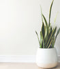 White Ceramic Pot