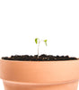 Clay Plant Pot
