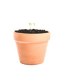 Clay Plant Pot